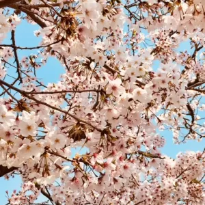 今年の桜🌸のサムネイル